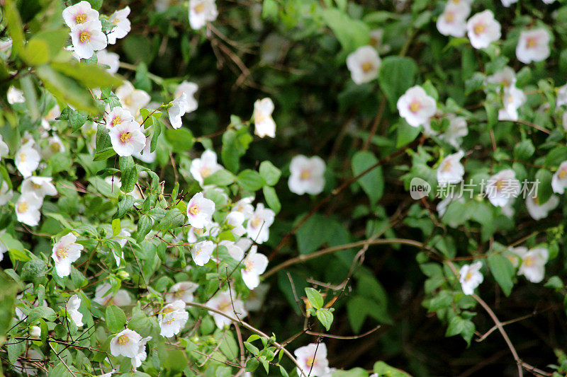 白色费城花/费城冠状花/假橘花图像